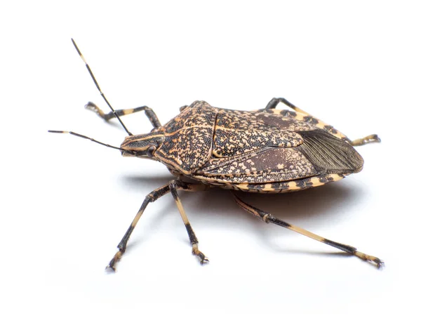 Stinkbug — Stock Photo, Image