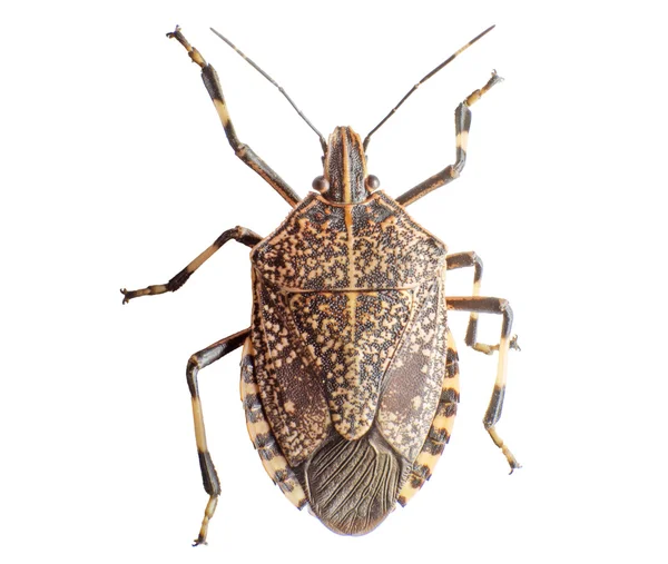 Stinkbug — Zdjęcie stockowe