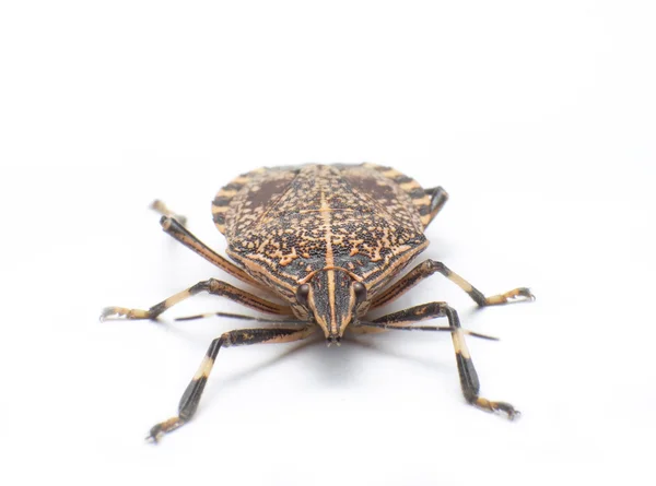 Stinkbug hlava — Stock fotografie