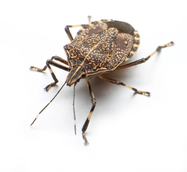 Stinkbug — Zdjęcie stockowe