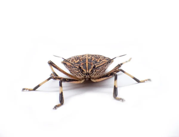 Το κεφάλι stinkbug — Φωτογραφία Αρχείου