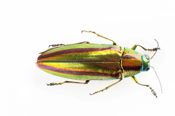 Buprestid beetle — Stock Photo, Image