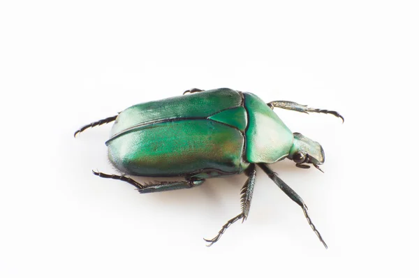 Green scarab — Stock Photo, Image
