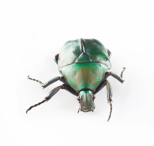 Escaravelho verde — Fotografia de Stock