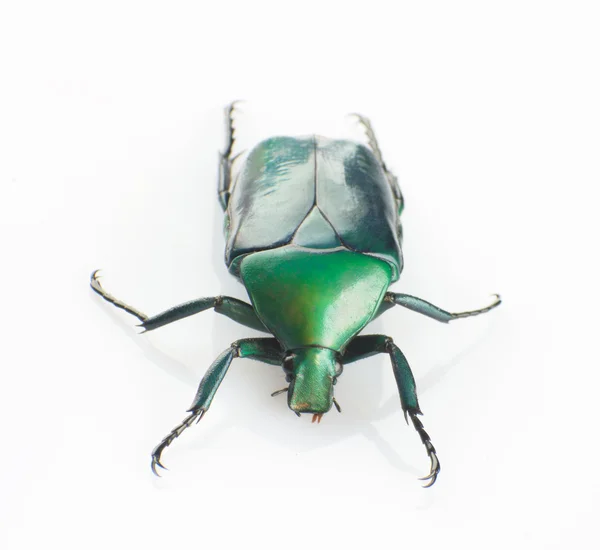 Escaravelho verde — Fotografia de Stock
