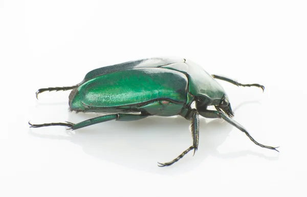 Groene scarab — Stockfoto