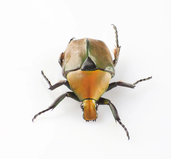 Tumblebug — Stock Photo, Image