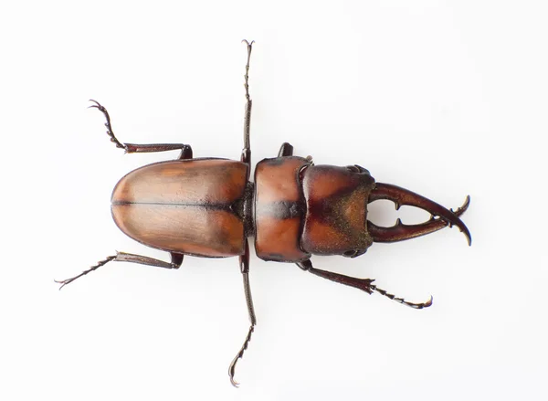 Lucanus — Stock Photo, Image