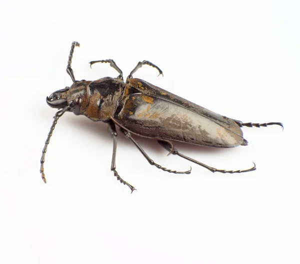 Trictenotomidae — 图库照片