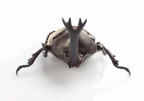 Herkules-Käfer — Stockfoto