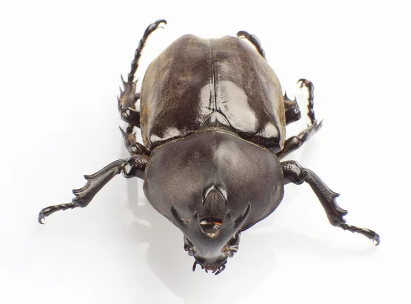 Hercules Beetle — Stock Photo, Image