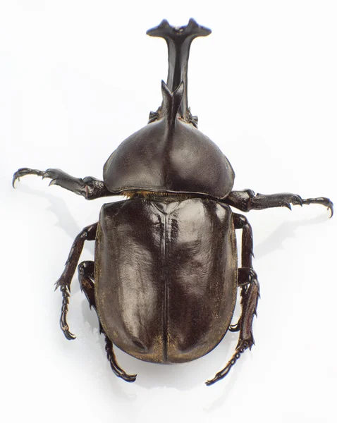 Escarabajo Hércules — Foto de Stock