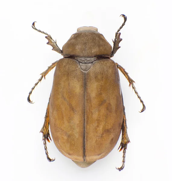 Holotrichia diomphalia Bates — Fotografia de Stock