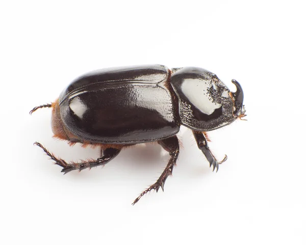 Gebrochener Käfer — Stockfoto