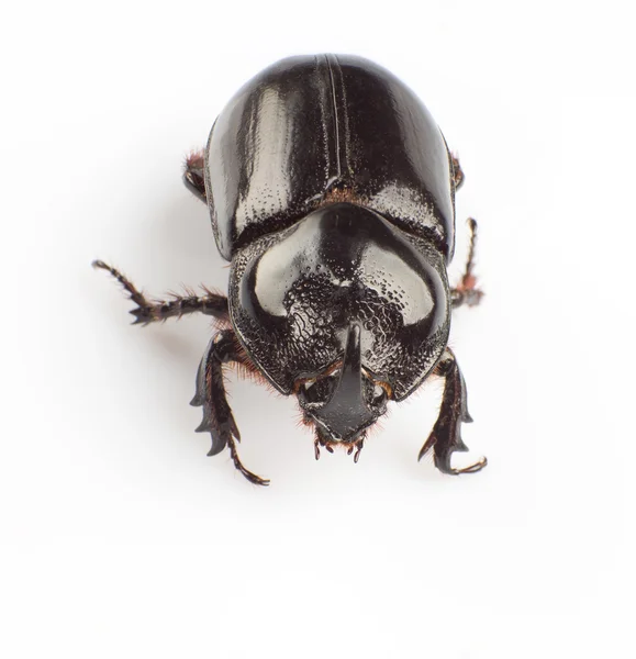 Dung beetle — Stock Photo, Image