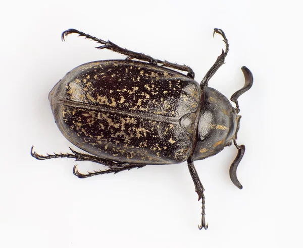 Macular beetle — Stock Photo, Image