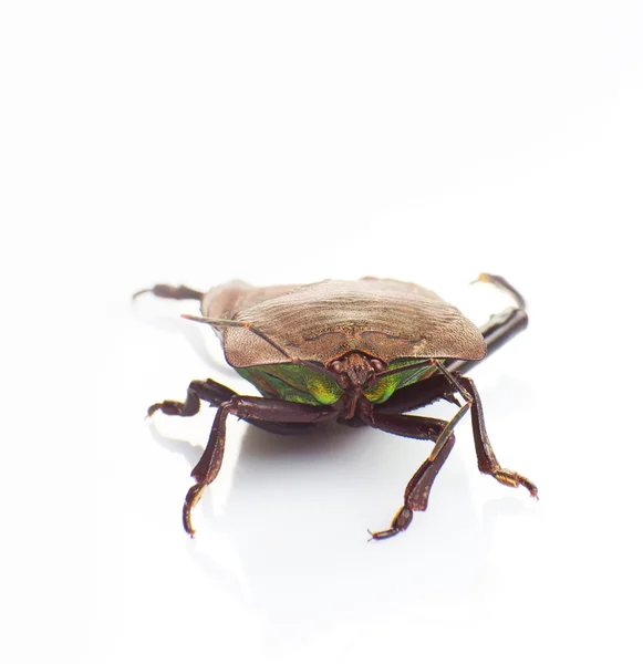 Βρώμα bug — Φωτογραφία Αρχείου