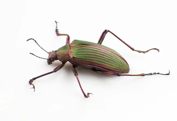 Escarabajo de tierra — Foto de Stock