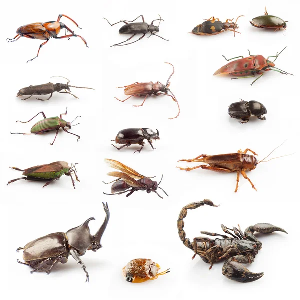 Insekter samlinger - Stock-foto