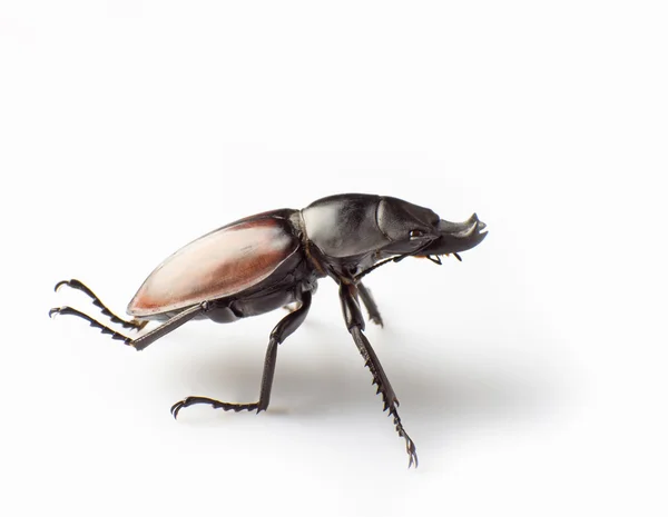 Lucanus — Foto de Stock