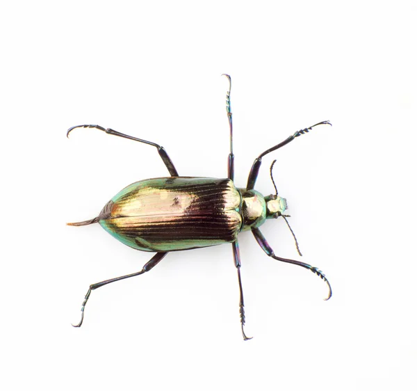 Ground beetle — Stock Photo, Image