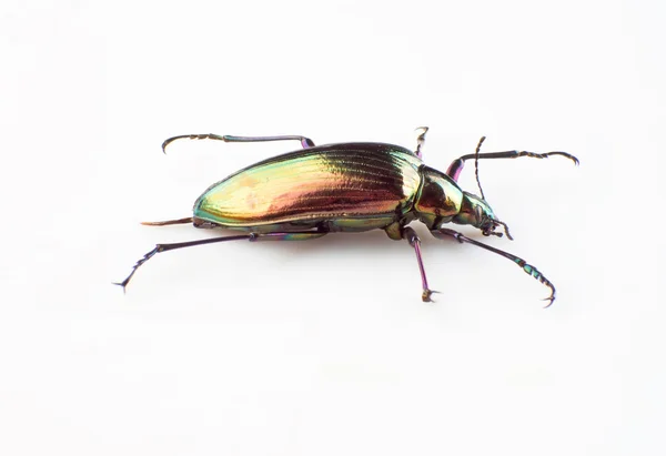 Ground beetle — Stock Photo, Image