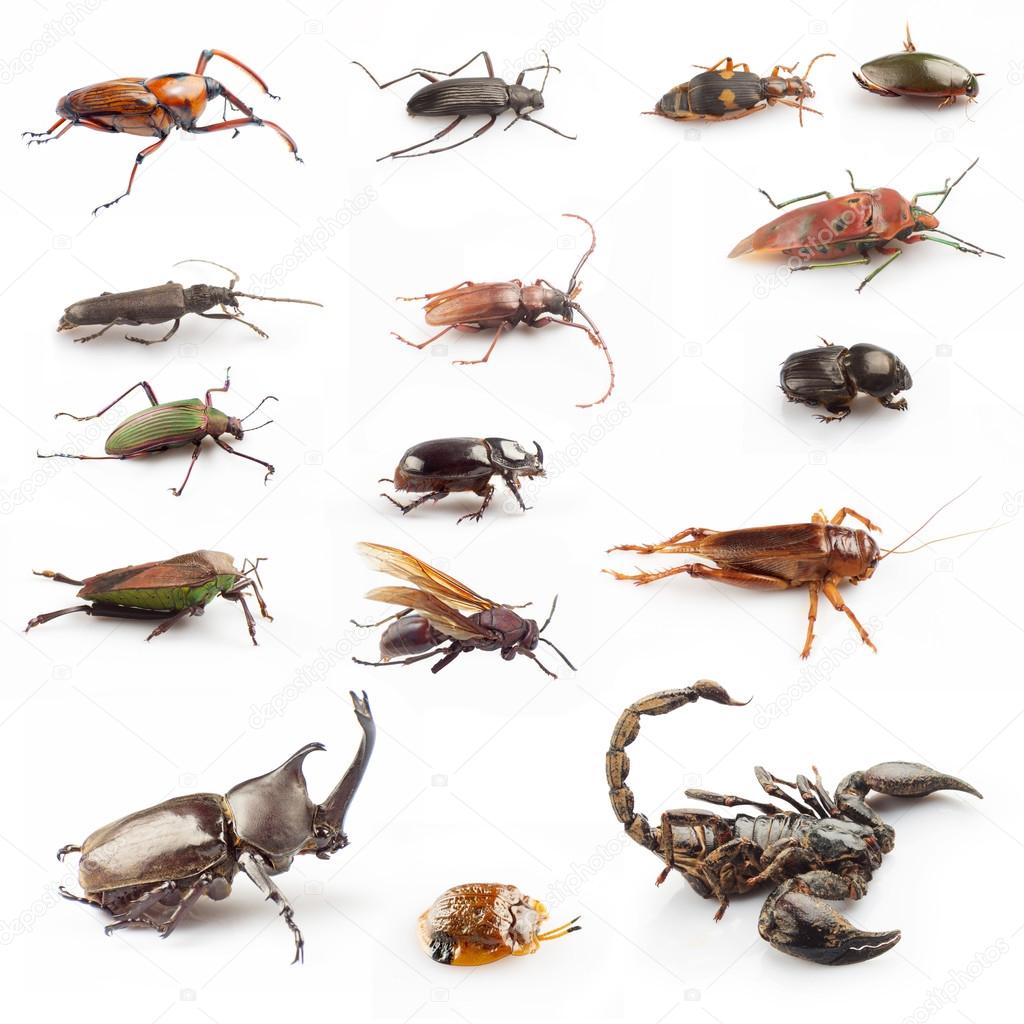 Insects collections