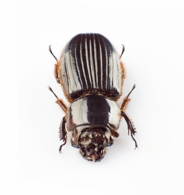 Passalidae
