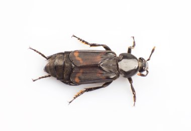 Silphidae