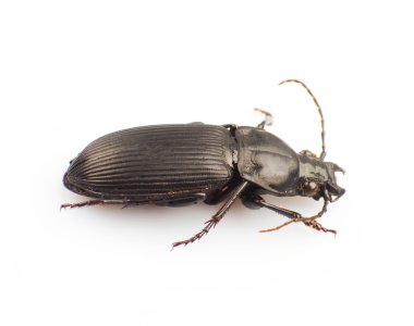 Trictenotomidae