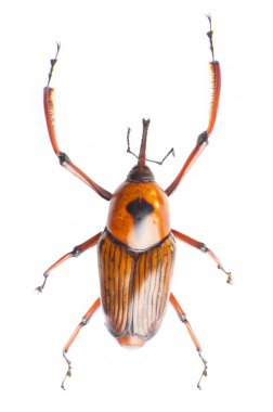 Snout beetle