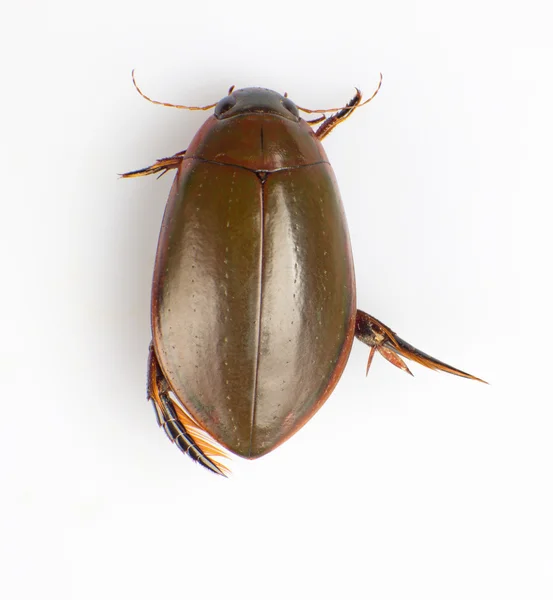 Water beetle — Stock Photo, Image