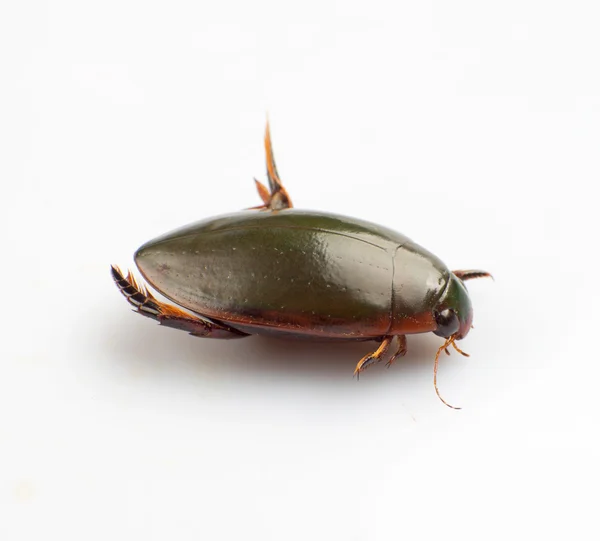 Escarabajo del agua — Foto de Stock