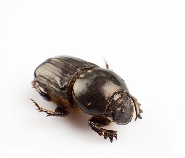 Dung beetle — Stock Photo, Image