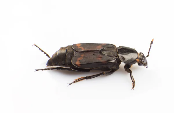 Silphidae — Foto de Stock