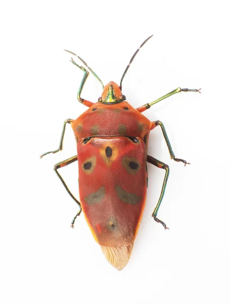 Stinkbug — Φωτογραφία Αρχείου