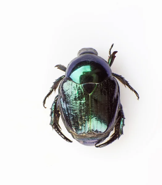 Escarabajo de la hoja — Foto de Stock
