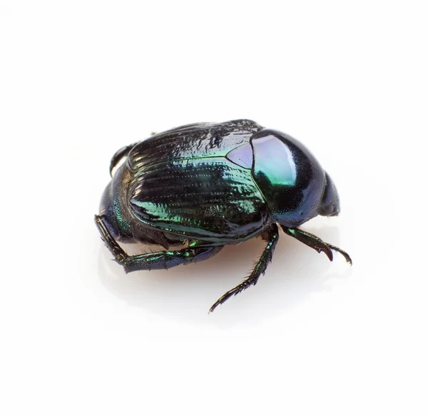 Leaf beetle — Stock Photo, Image