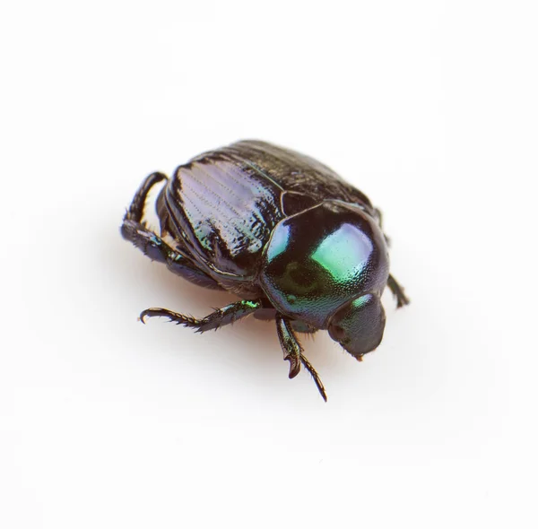 Leaf beetle — Stock Photo, Image