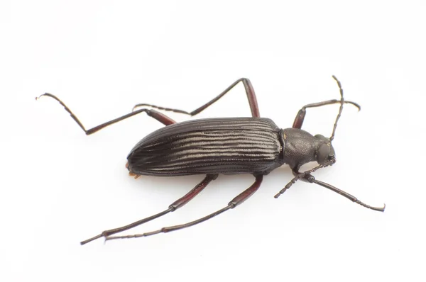 Carabidae — Zdjęcie stockowe