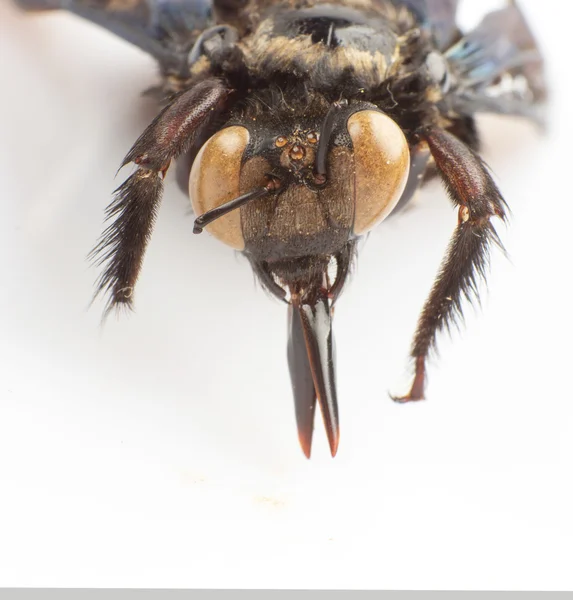 Bamboo bee — Stock Photo, Image