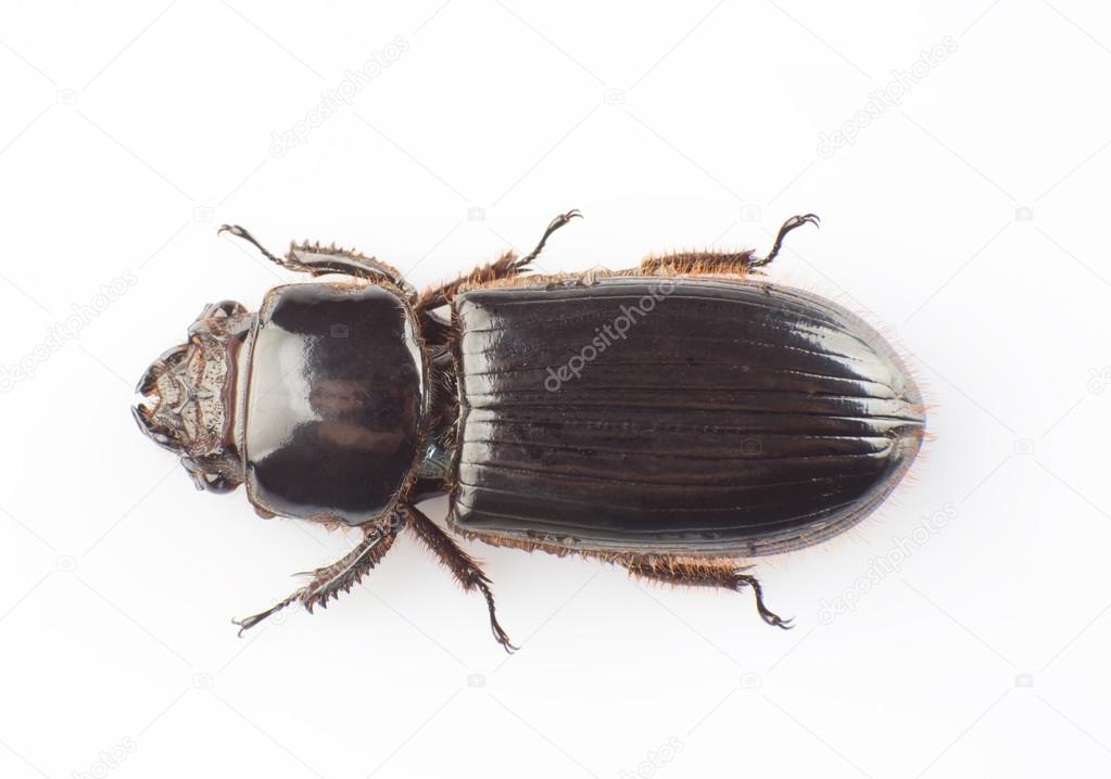Passalidae Stock Photo Artart 29270071 - 