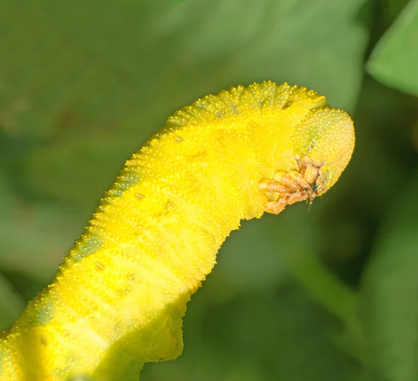 Bohnen-Insekten — Stockfoto