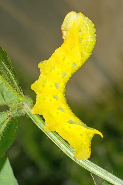 Insetti del fagiolo — Foto Stock