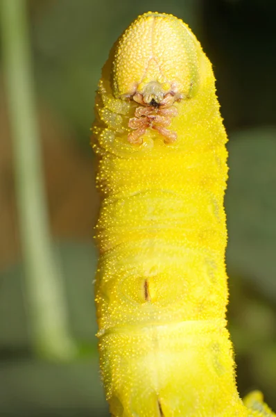 Insectos de frijol — Foto de Stock