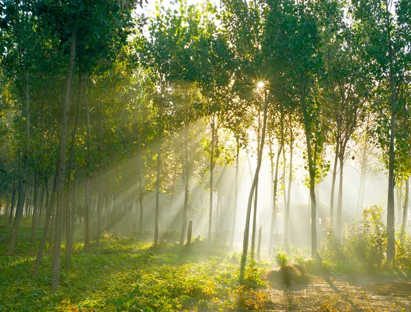 Albero del sole — Foto Stock