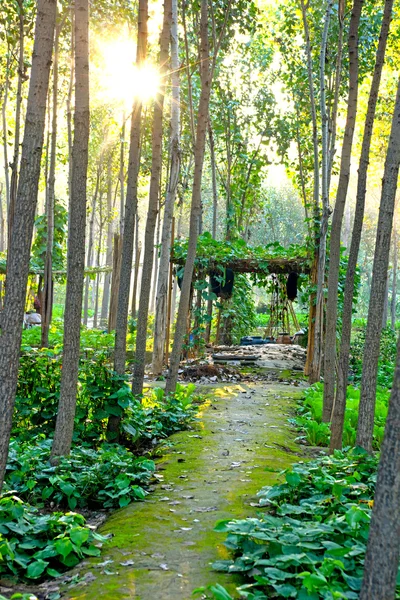 Sunshine Tree — Stock Photo, Image