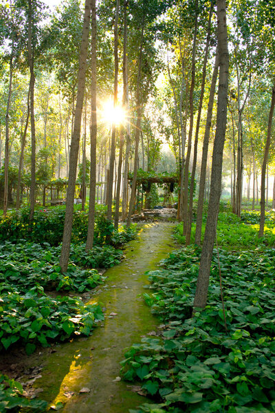 Саншайн Три
