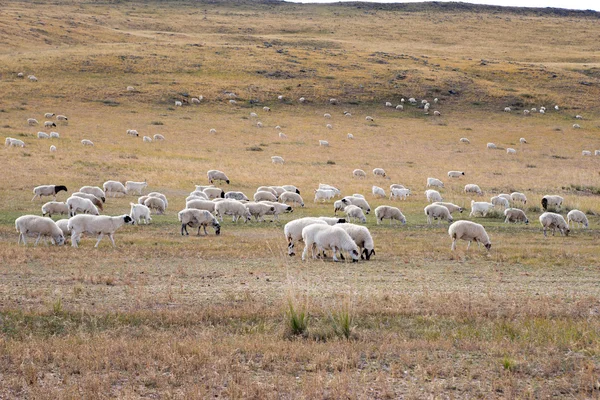 Flock Güz — Stok fotoğraf