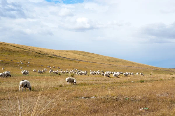 羊群秋天 — 图库照片